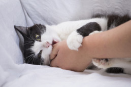 Animal Bites