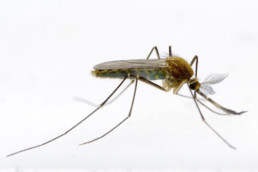 West Nile Virus
