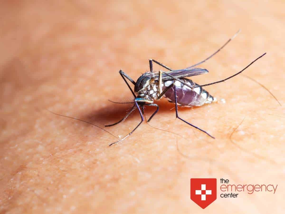 West Nile Virus Mosquito In Texas