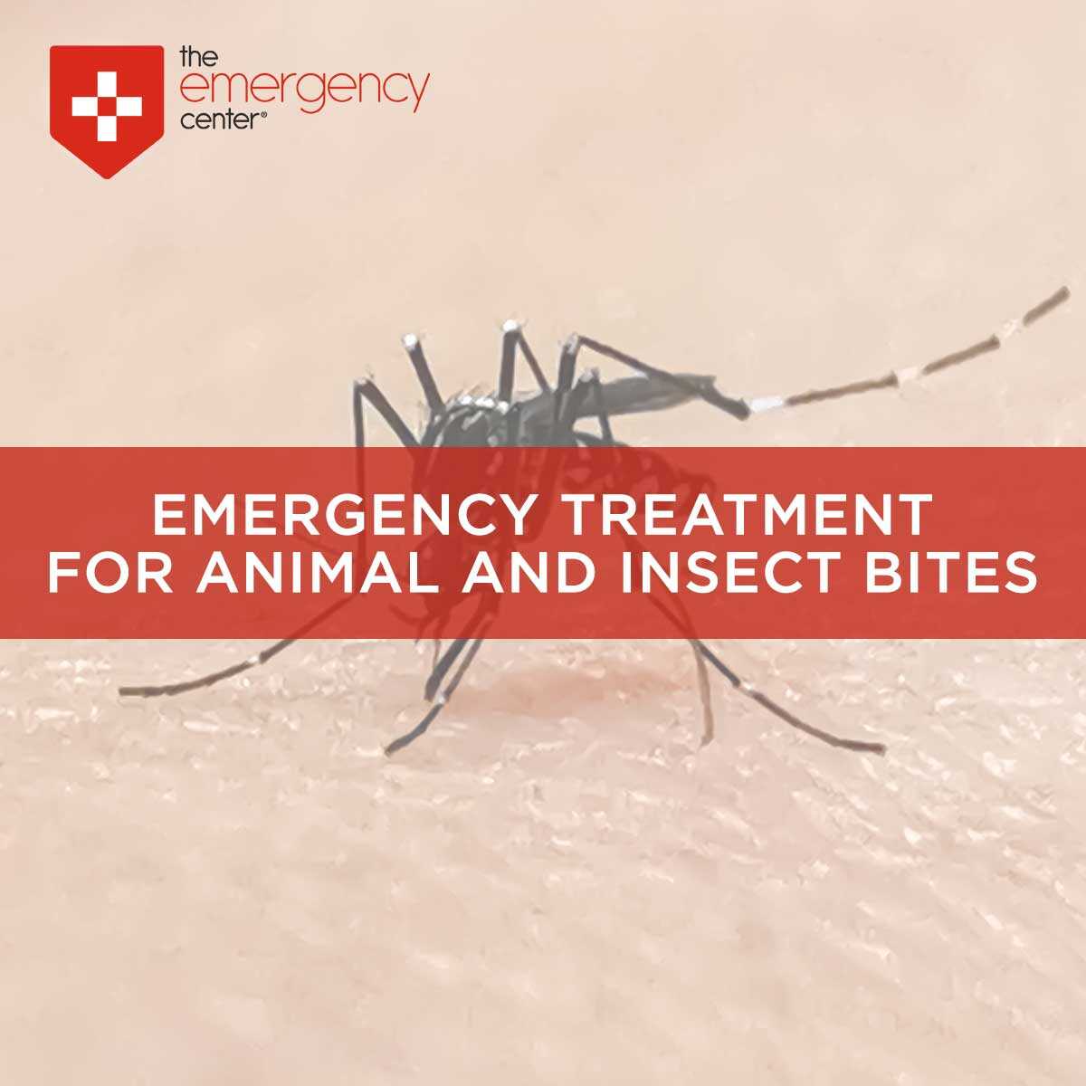 Emergency Animal & Insect Bites | The Emergency Center, San Antonio