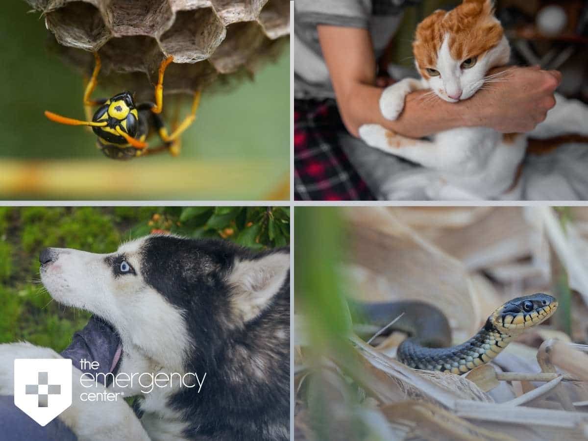 Wasp Stings, Cat Bites, Dog Bites And Snake Bites In Texas